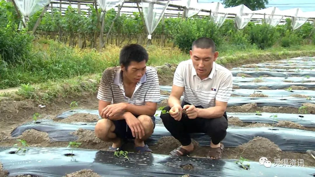 你个笨鸟，这些东西让你全部“弄死了”