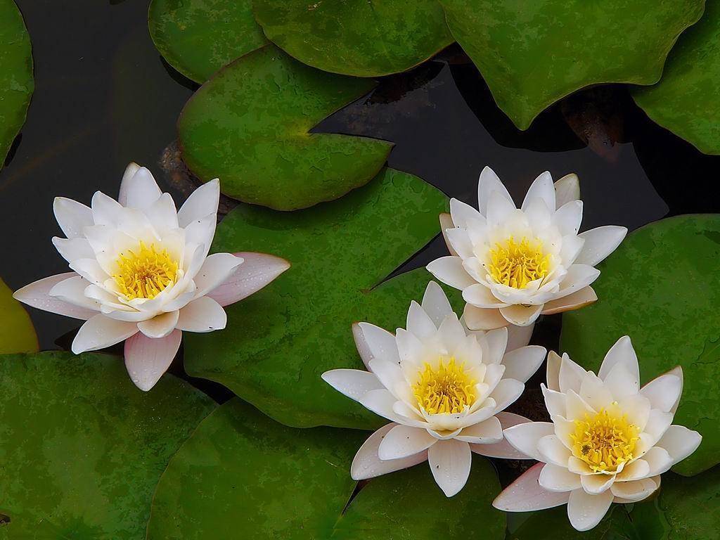 小盆养睡莲需要注意什么,养睡莲需要晒太阳