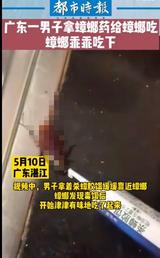 南方蟑螂和北方蟑螂对比恶搞,南方大蟑螂吓哭北方人