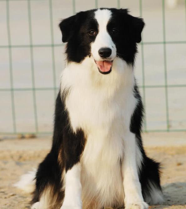 边牧幼犬吃什么狗粮比较好,边牧吃什么狗粮比较好幼犬