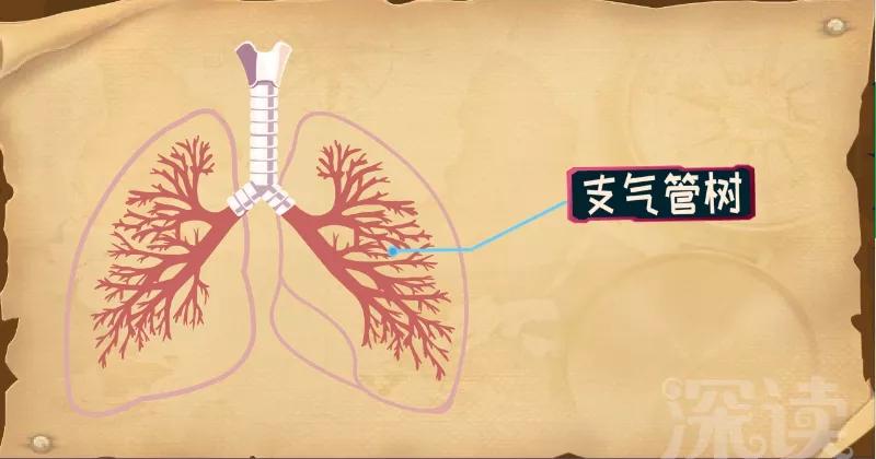 肺气肿一吸烟就咳嗽怎么回事,吸烟后痰多支气管炎