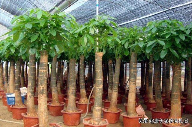 发财树冬天主干褶皱变软,发财树根部发皱什么引起的