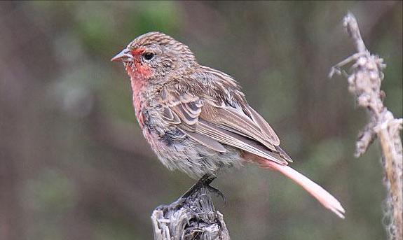 东江揽胜,惠州淡水常见鸟类图谱