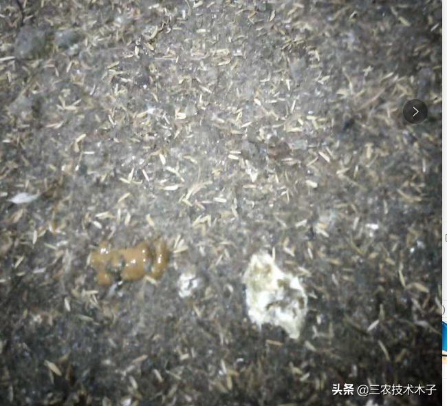 雏鸡白痢的症状,雏鸡白痢治疗土方法