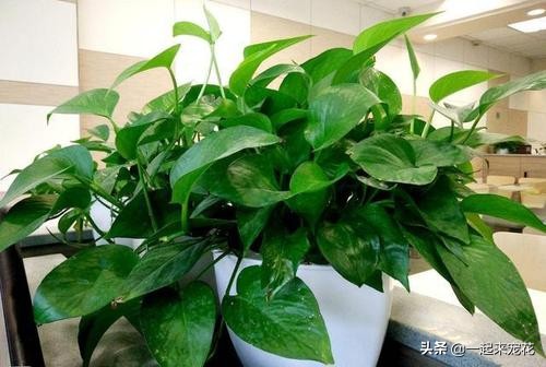 绿萝是个老酒鬼，一周喝一碗，新叶呼呼长，黄叶绿回来