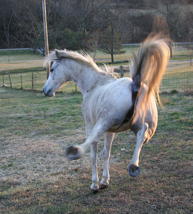 斑马后踢一脚的力量多大,马后腿有多大力量