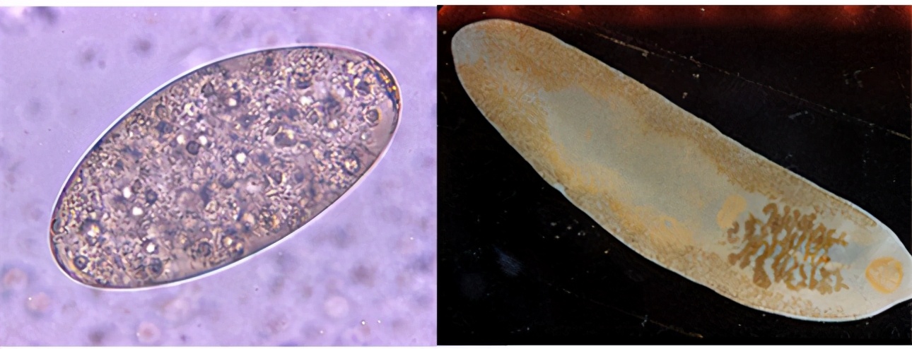 海绵是怎么在海底形成的,原始海洋生物海绵