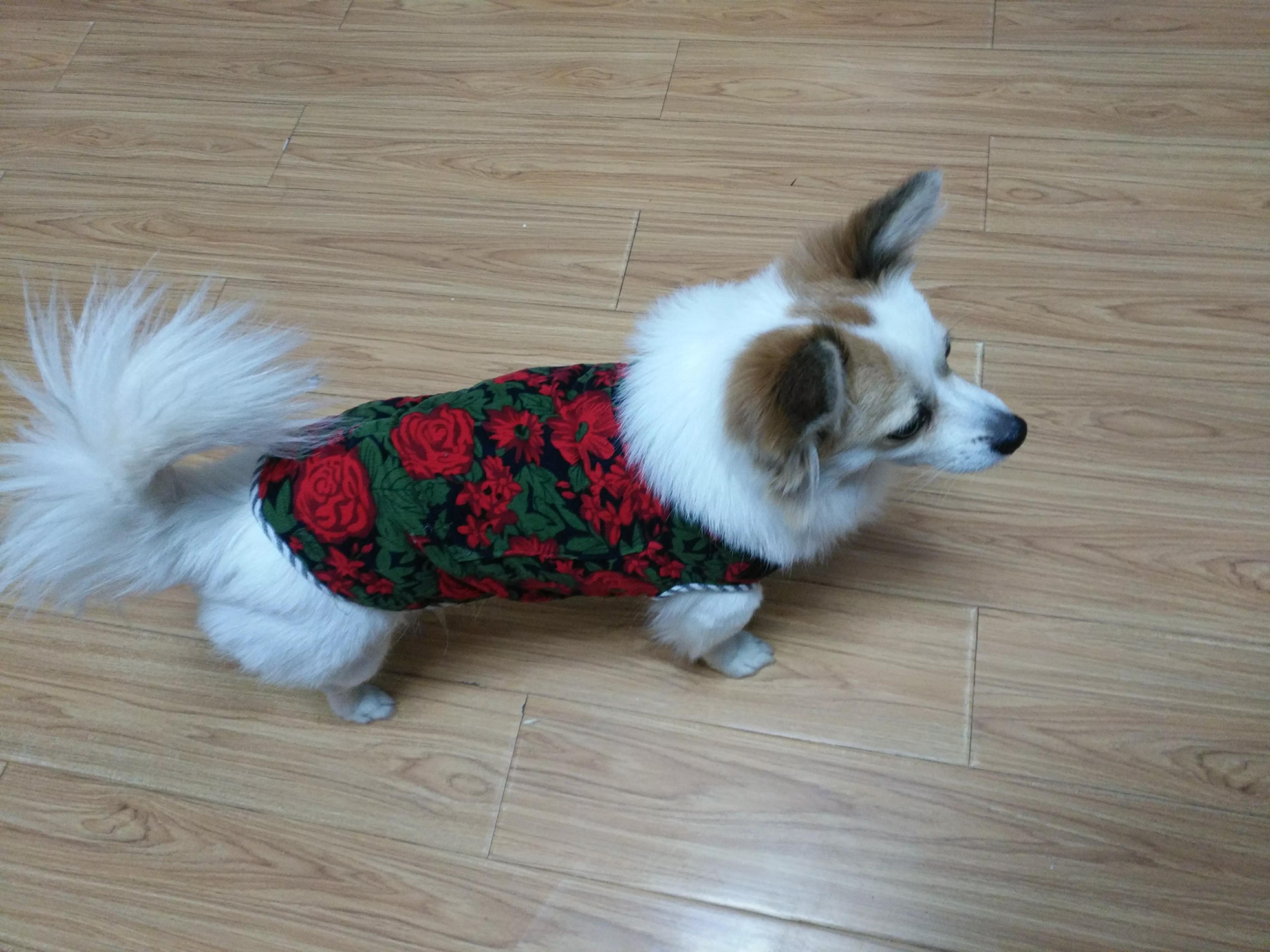 养猫和老鼠动漫,动画片猫和老鼠适合猫咪看吗