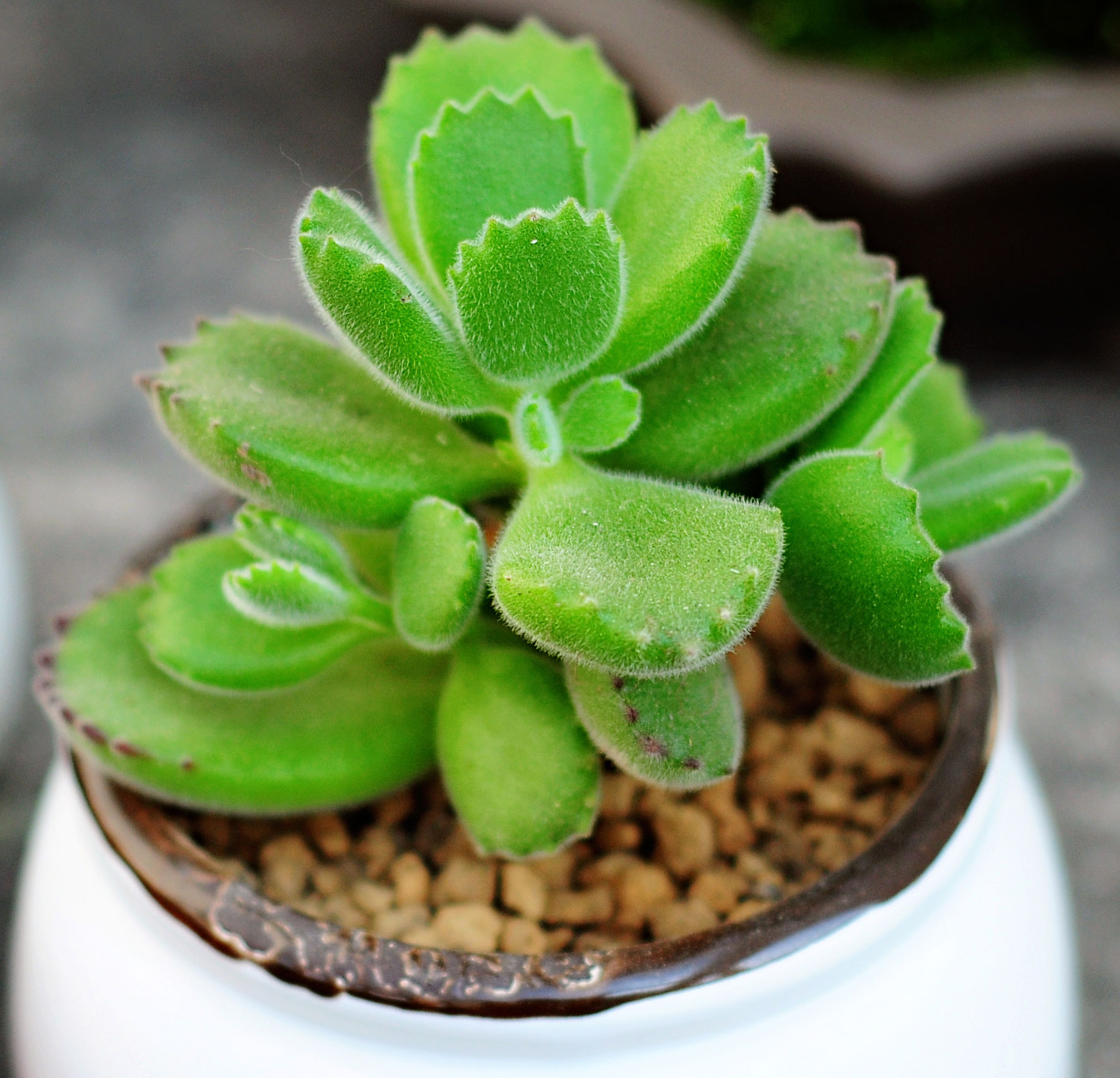 多肉熊童子爪子变异了咋回事,多肉熊童子有烂的要剪掉吗