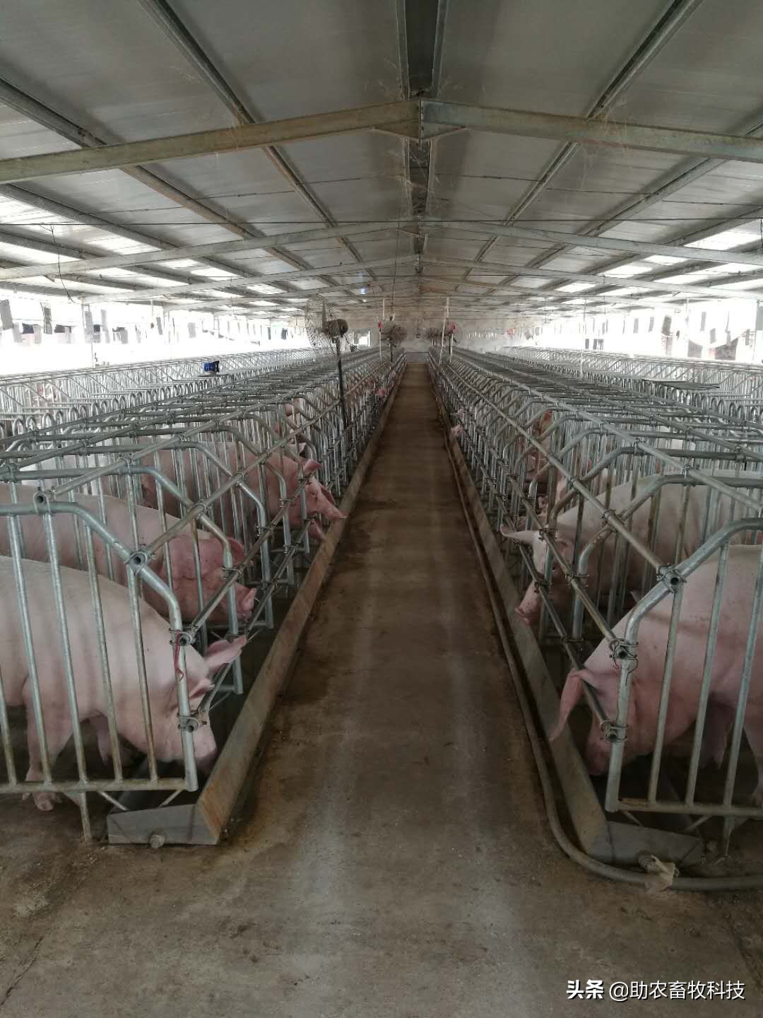 水泡粪猪场如何防控非洲猪瘟和解决养殖中臭味及粪污处理的难题?