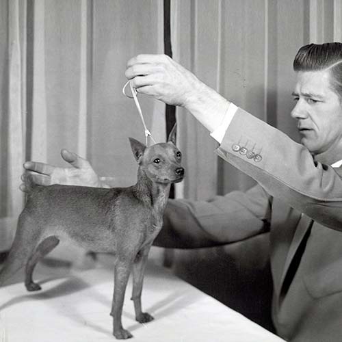 不断尾不立耳的迷你杜宾犬,迷你杜宾犬起源和介绍