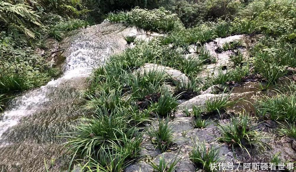 河边石头上的韭菜，以前摘来熏蚊子，如今20元一斤却少有人种植