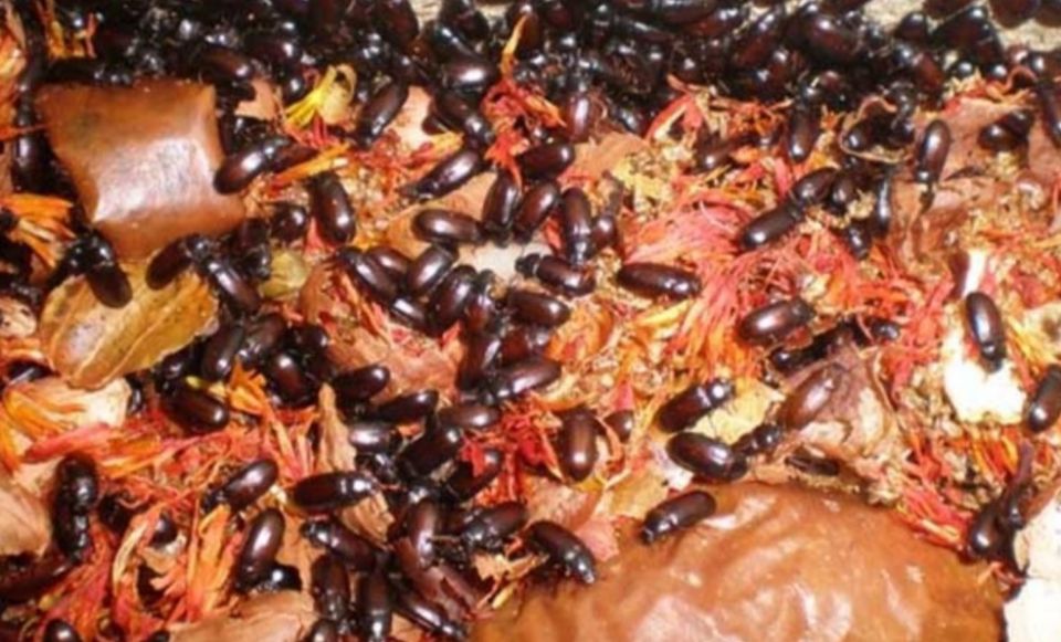 为什么公猪不爱吃食,公猪性情弱怎么治