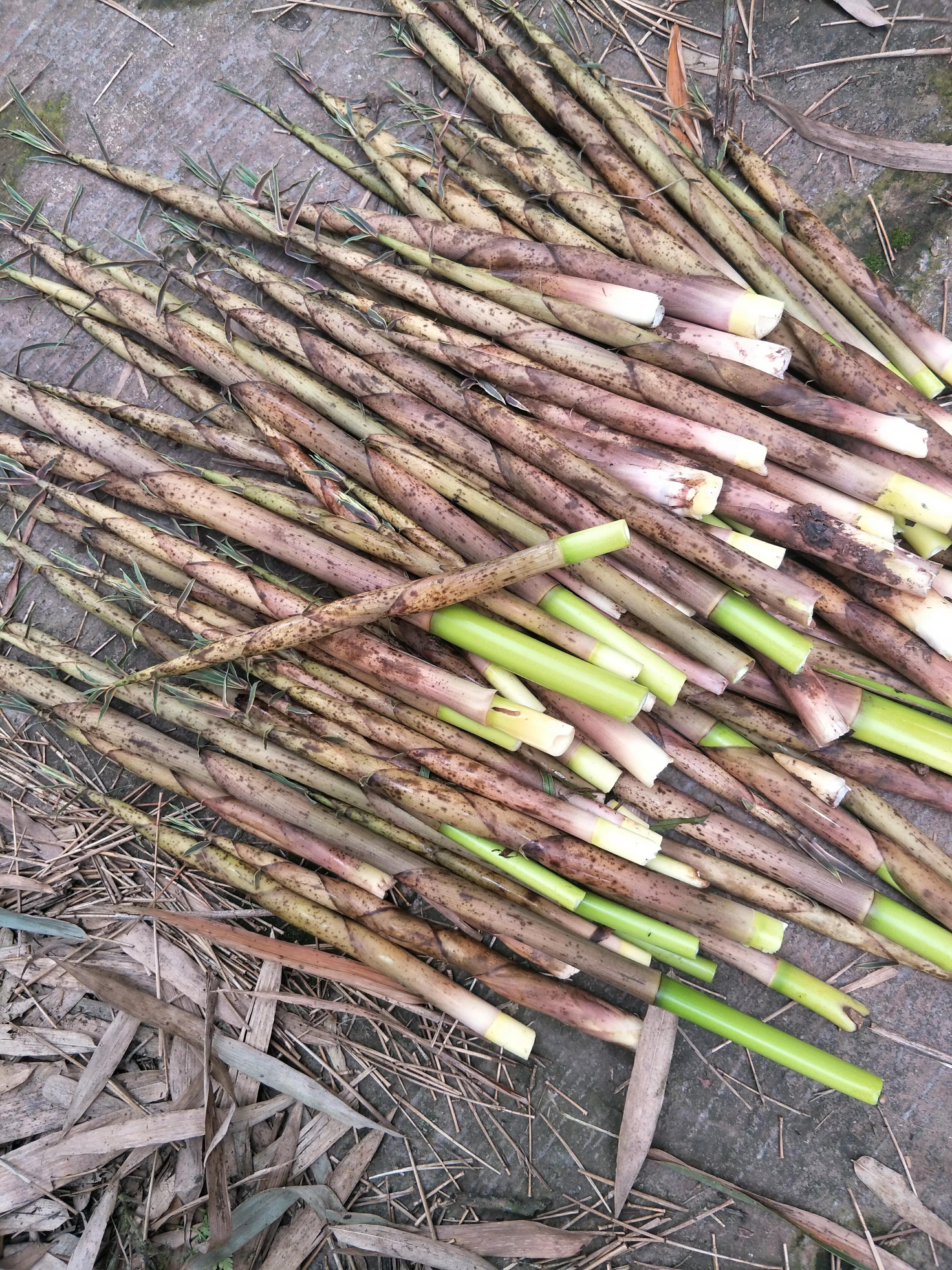 初夏，遇见我喜欢的斑竹笋