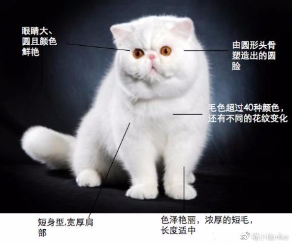 加菲猫品相怎么看,加菲是什么品相