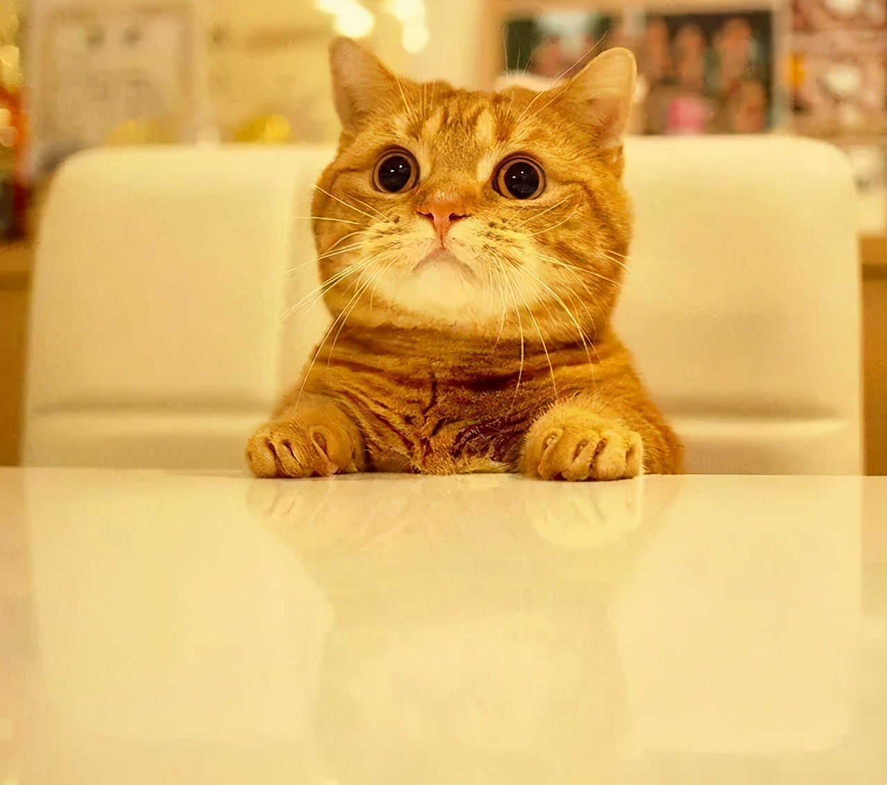 爱唱歌的小猫咪,爱唱歌的可爱猫咪