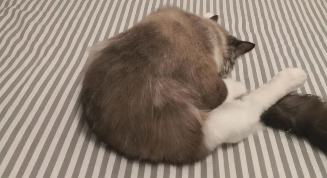 家里有两只猫想养一只狗,家里有只猫又来了一只狗怎么相处