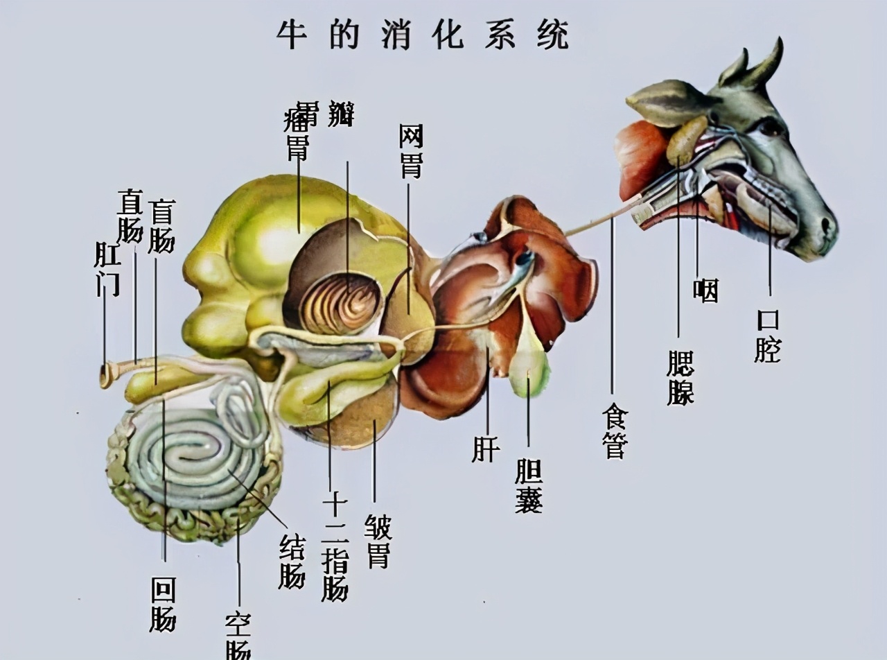 为什么要给牛身上开一个洞呢,为什么牛要开洞