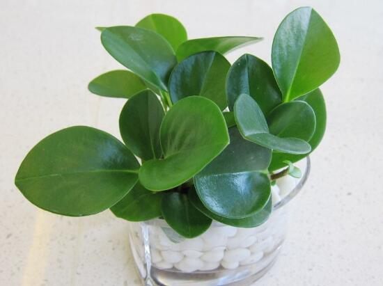 碧玉怎么养才正确,碧玉的养殖方法和注意事项