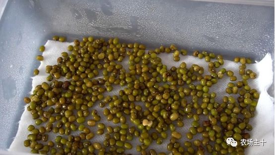 传统方法种菜也能致富的方法,纸上种菜怎么赚钱