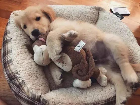 狗狗适合什么玩具及如何和它玩耍,养宠物狗给它准备什么