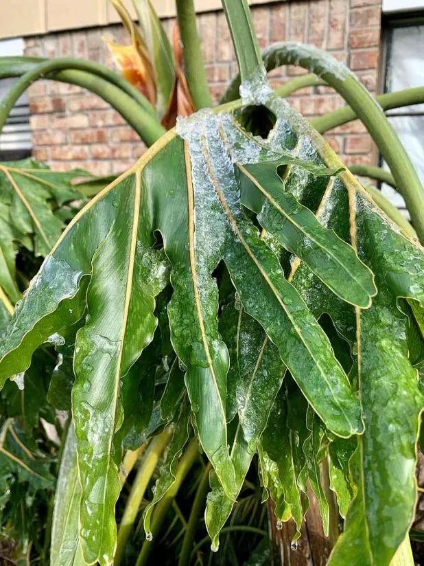 受冻的植物应该怎么拯救,植物受冻后僵苗了怎么办