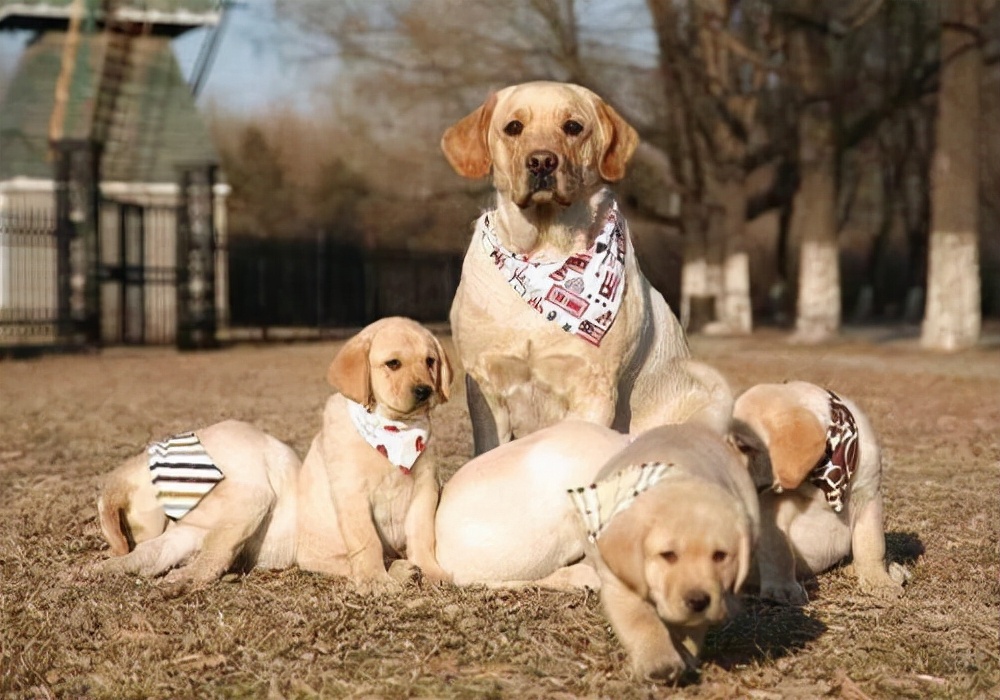 满月狗狗肠胃拉稀又感冒怎么办,母狗产后小狗拉稀怎么办