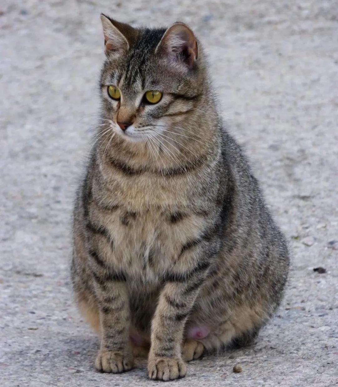 猫咪孕期注意什么,猫咪孕期全方位指南