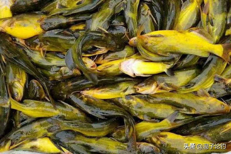 黄颡饵料能钓哪些鱼,野钓黄骨鱼最佳时间