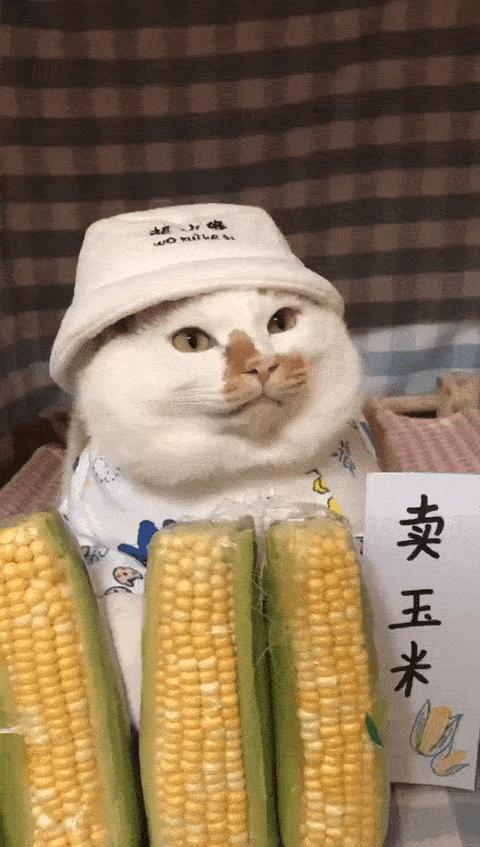 可可爱爱的猫狗,可可爱爱的流浪猫咪