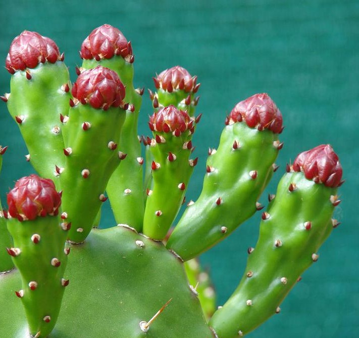 仙人掌简单好养，只要把握它的习性和爱好，何愁养不好仙人掌。