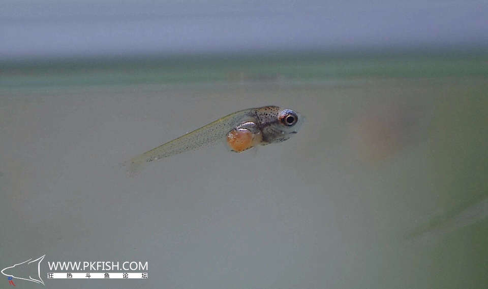 中国斗鱼繁殖直播教程视频,繁殖中国斗鱼要多大的鱼缸