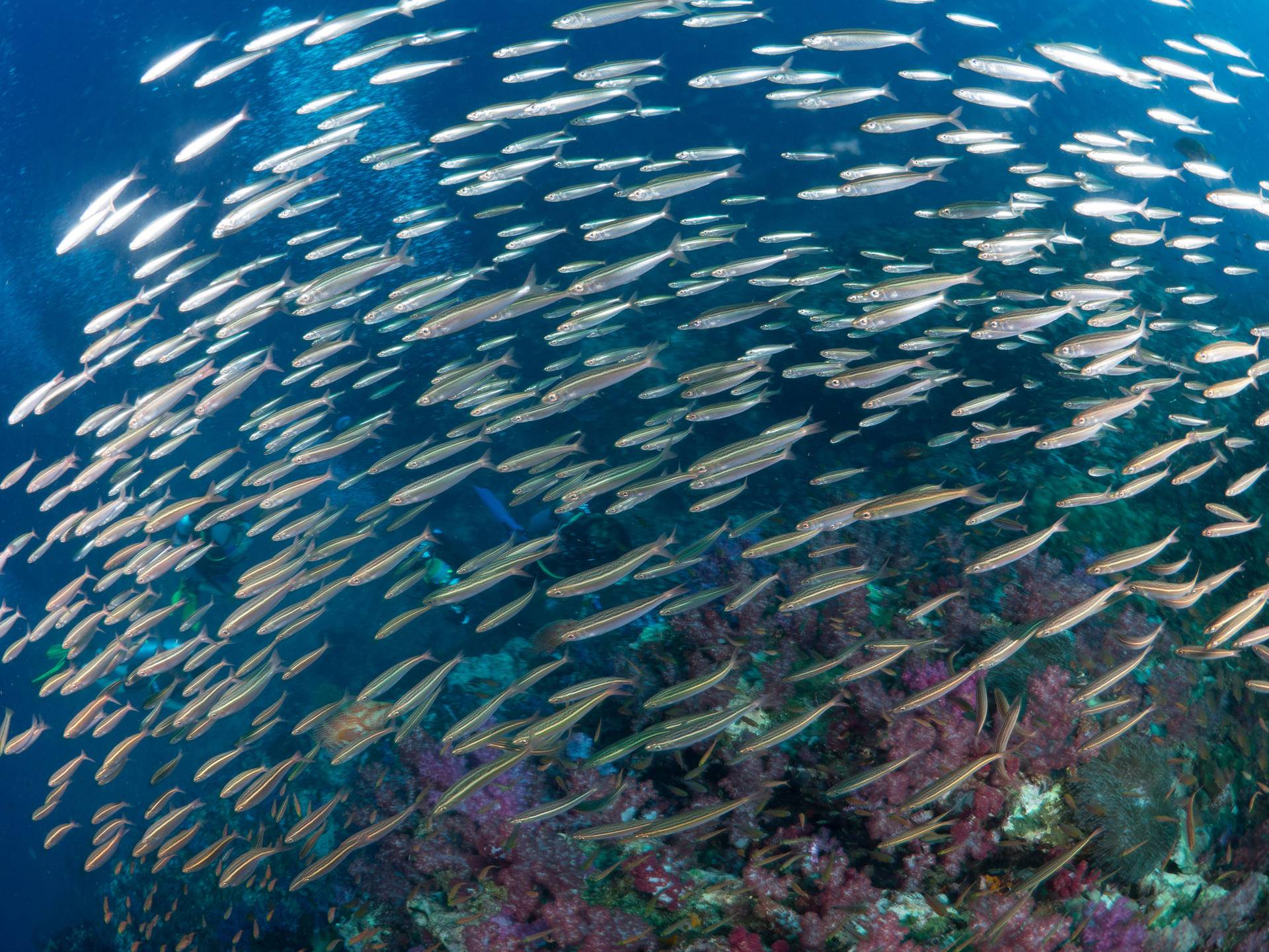 世界最强十大海岛,帕劳和马代哪个值得去