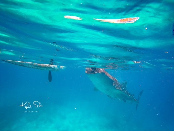 在海洋上与世隔绝的小岛,到大海里面就找一个小岛去生活
