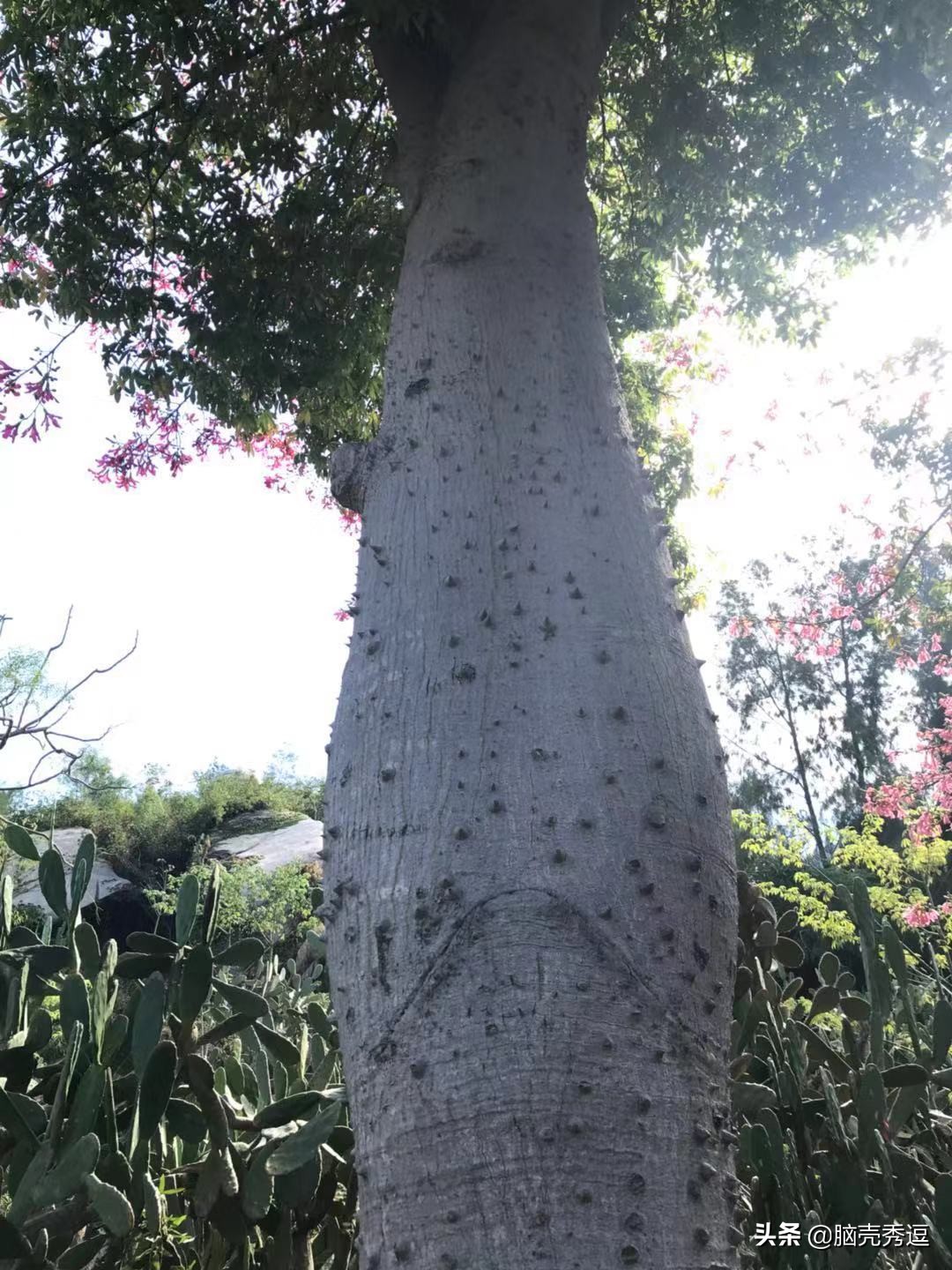 厦门四天自由行攻略最详细,厦门自由行攻略5天详细