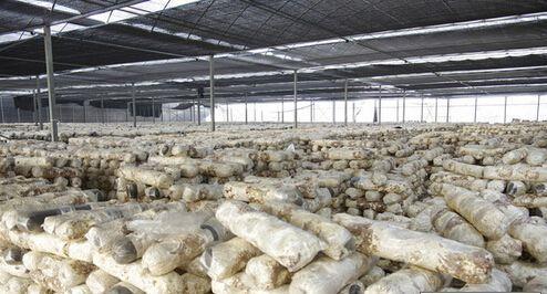 平菇种植过程要不要泼水,平菇怎样种植和管理