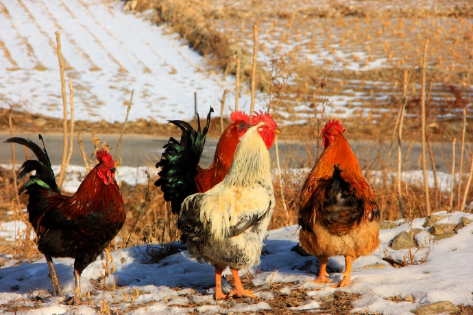 鸡的特性是什么,鸡的习性导图