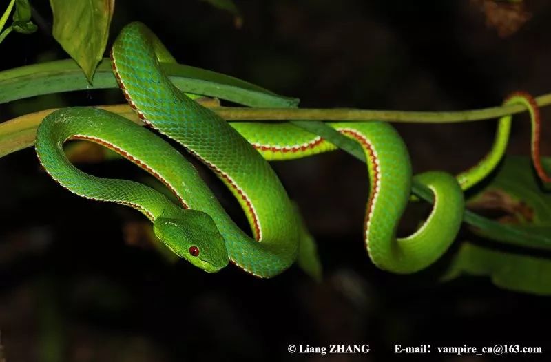 陆栖毒蛇毒性排行,毒蛇毒性分类