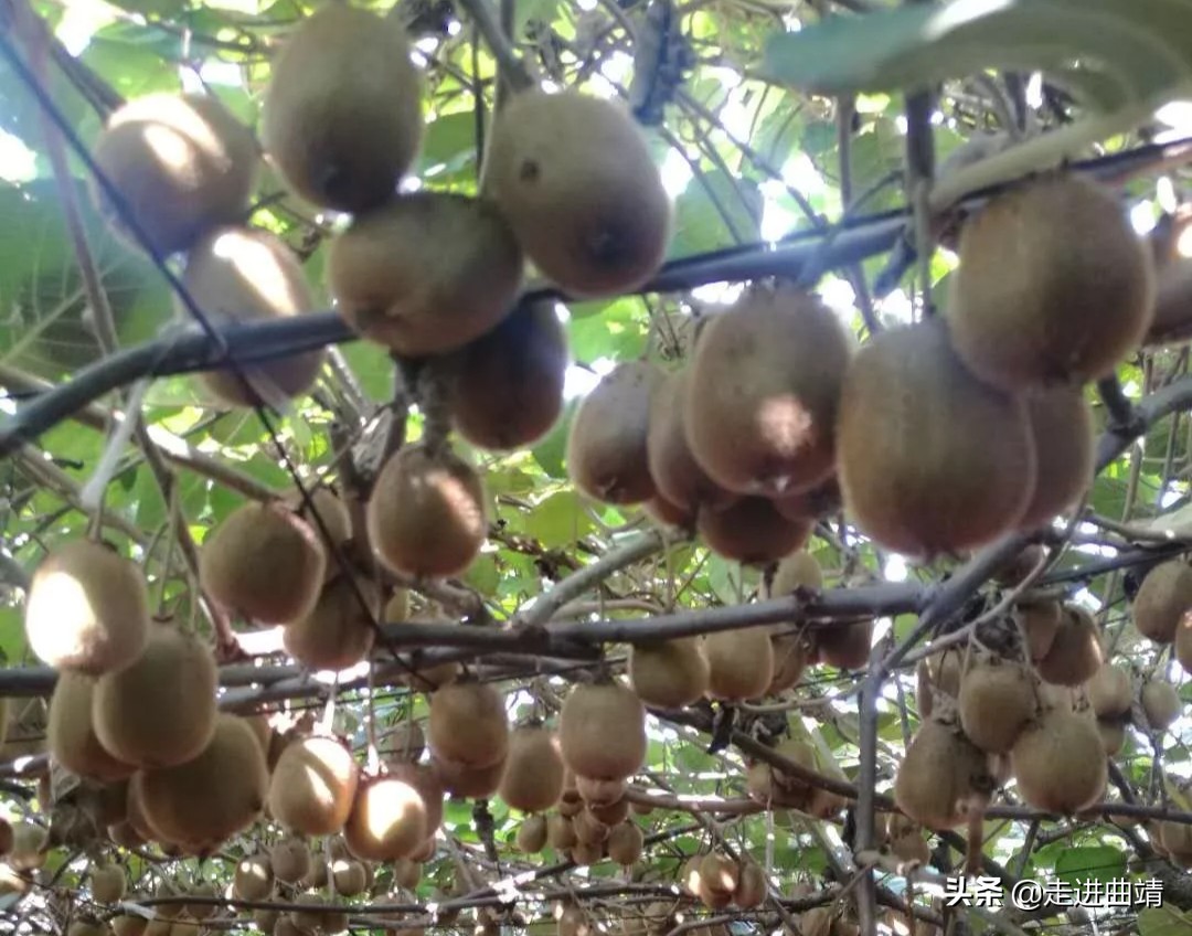 曲靖师宗有什么特色,曲靖市师宗哪里有好吃的