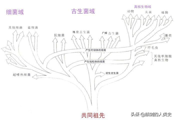 地球生物完整版,地球早期微生物有哪些