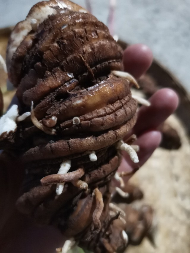 云南香格里拉的优质松茸,云南香格里拉德钦松茸