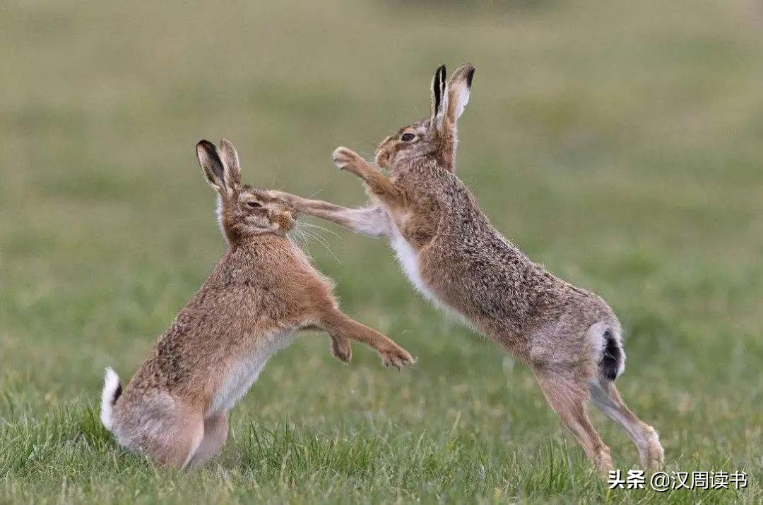 澳大利亚大学冷知识,澳大利亚冷知识100条