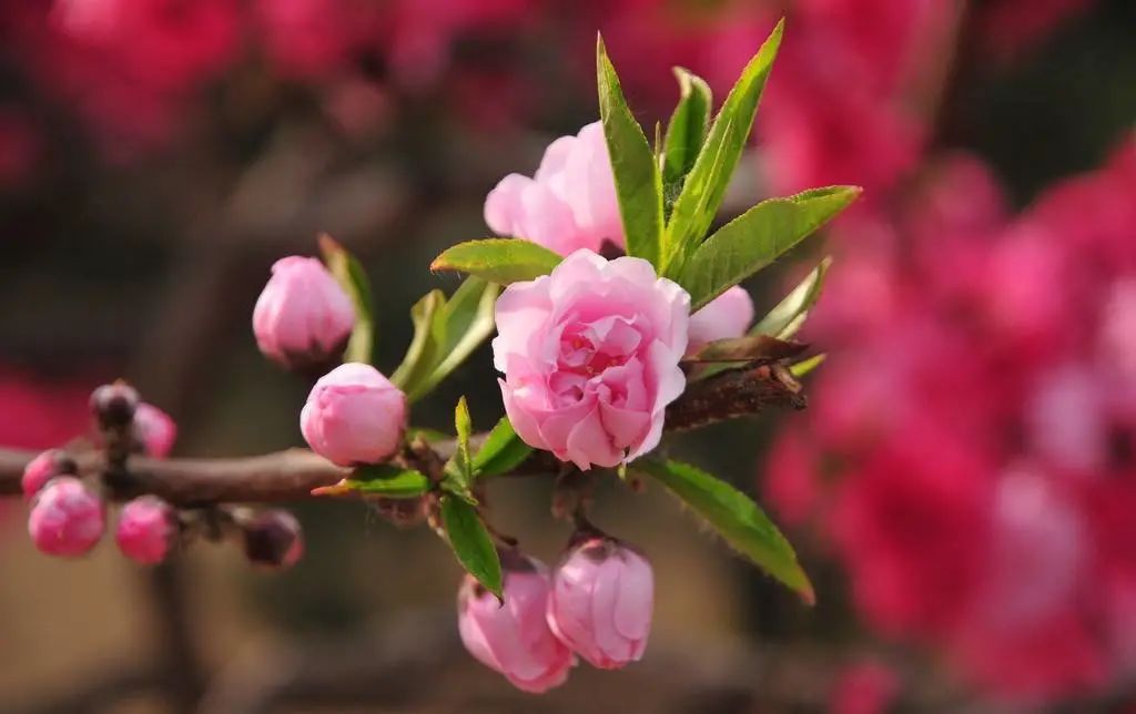 桃花树盆栽养护,桃花盆栽小技巧