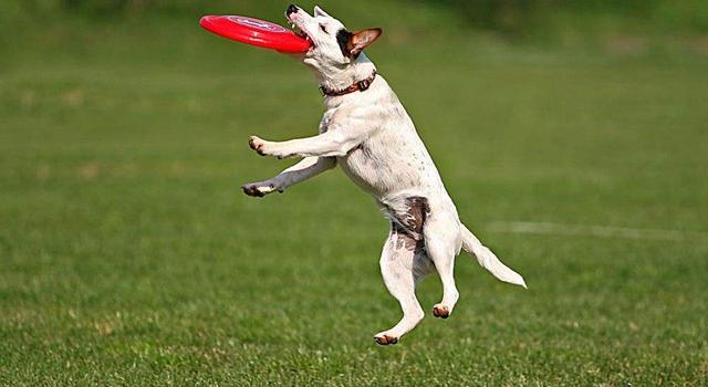 狗狗不爱听话怎么办,怎么解决狗狗过于粘人的问题