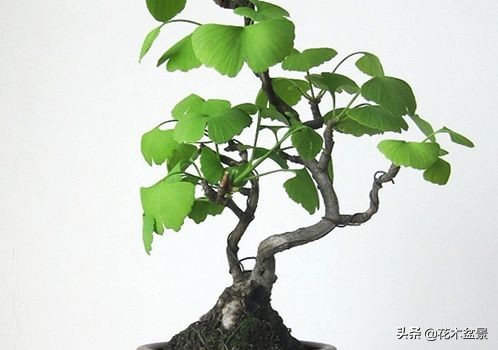 茶桌上养什么盆景植物,最好养的盆景植物推荐