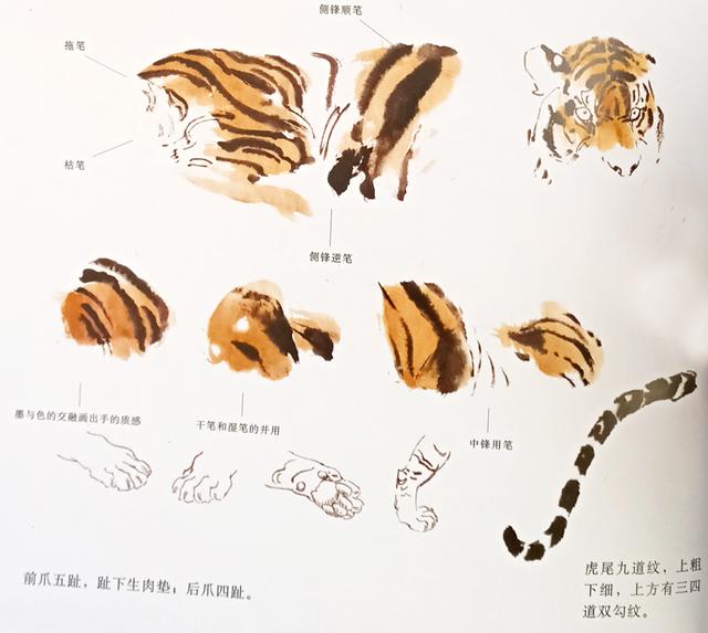 写意虎的画法教学视频,国画如何画虎教程图片大全