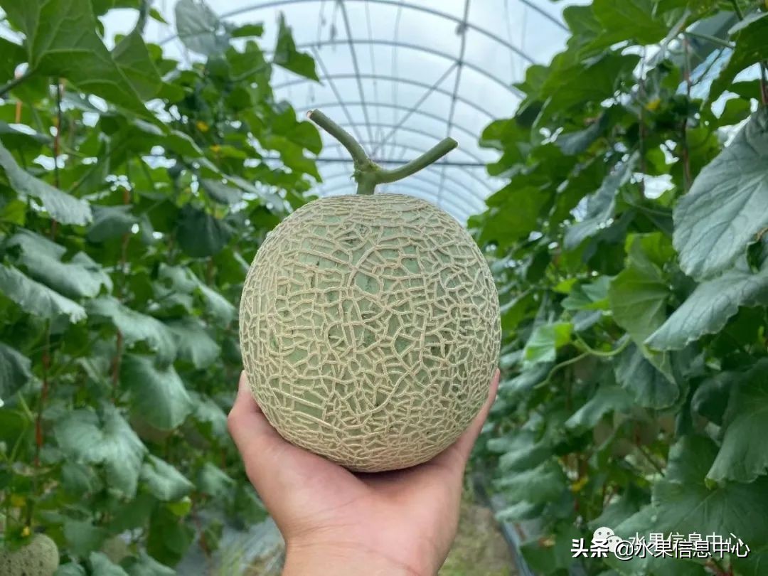 水果天堂：海南水果品种及上市时间表