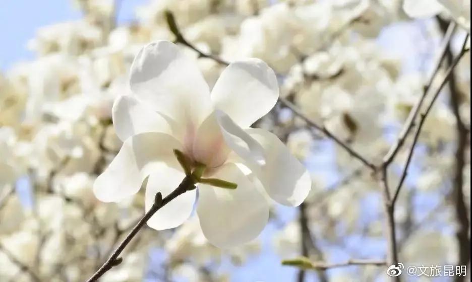 云南人注意啦!25种方法检验你有没有在昆明生活过,一看真灵!