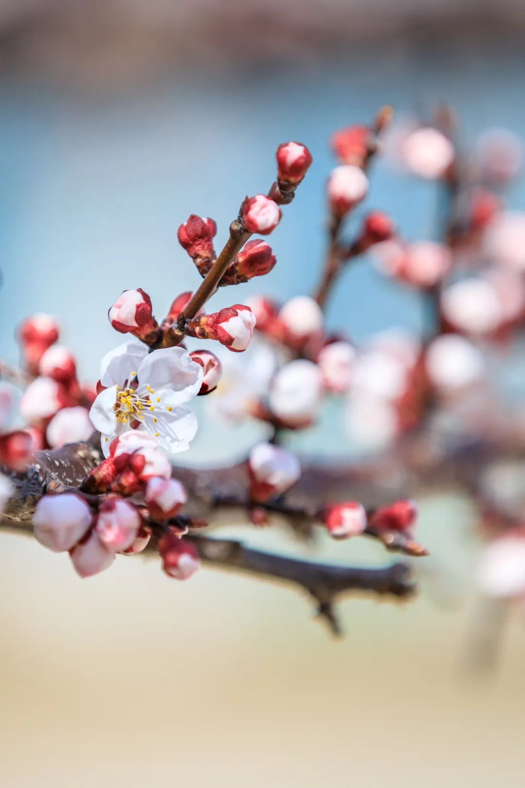 西海岸北国之春,期待春暖花开的西海岸