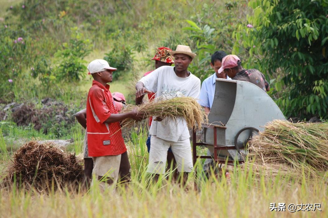 猪吃饱了，人饿咋办？“大米喂猪”引热议，联合国：超20国缺粮